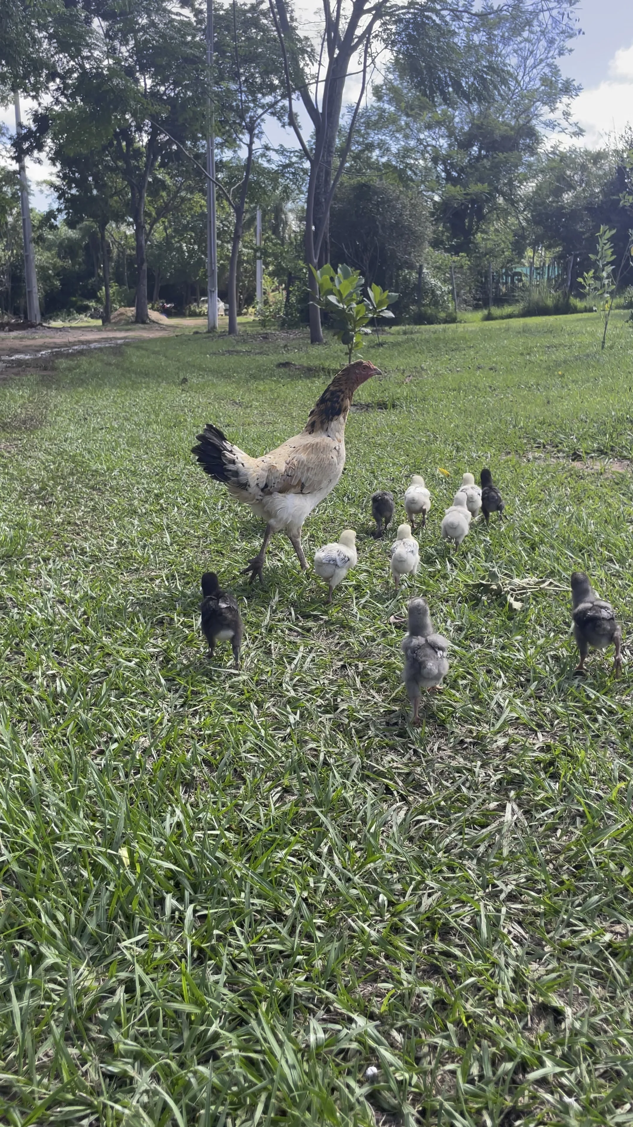 Bio-Hühner Selbstversorgung – eigener Hof Valle Colibri Paraguay